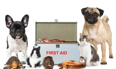 Hygiene and First Aid for Animals