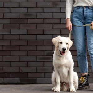 Introduction to Pet Sitting: Dog Care & Dog Walking