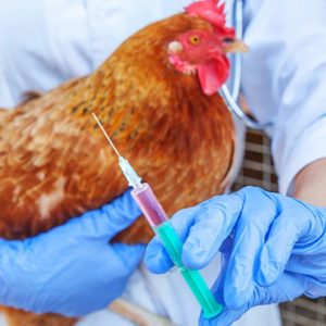Poultry Farming Safety: Vaccination & Pest Control