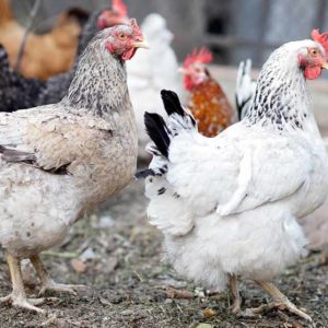 Poultry Farming for Beginners