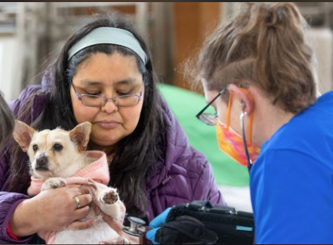 A small dog in a pink hoodie is held by a woman in a purple jacket while a vet in blue scrubs and a colourful face mask examines the dog with a stethoscope.