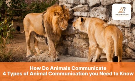 How Do Animals Communicate