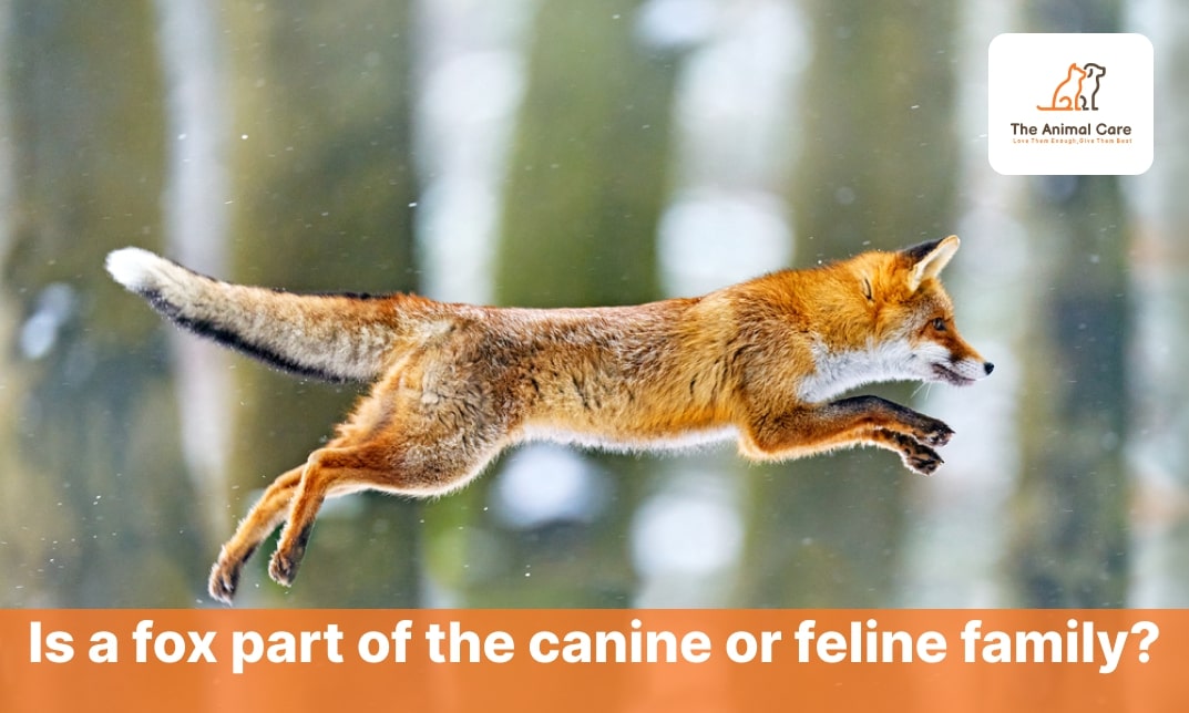Is a Fox Part of the Canine or Feline Family