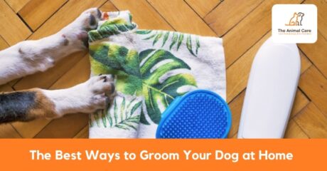 The Best Ways to Groom Your Dog at Home