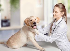 Pet Health – Essential Skills