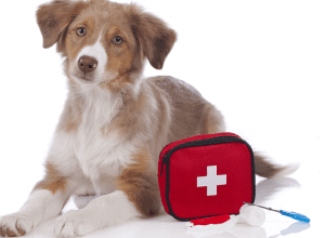 Pet First Aid - Essential Skills