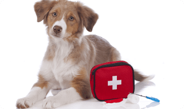 Pet First Aid - Essential Skills