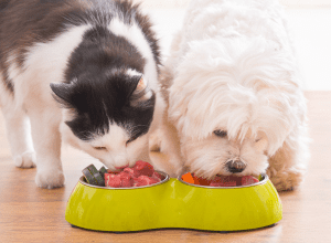 Animal Nutrition - Essential Skills