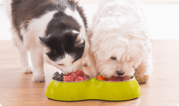Animal Nutrition - Essential Skills