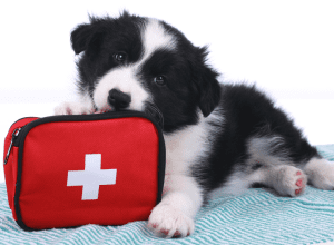 Animal First Aid - Essential Skills