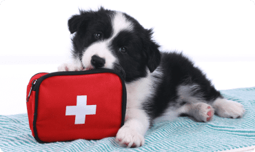 Animal First Aid - Essential Skills