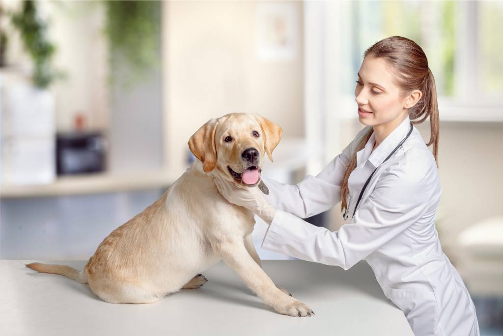Animal Care - Online Pet & Animal Course Provider