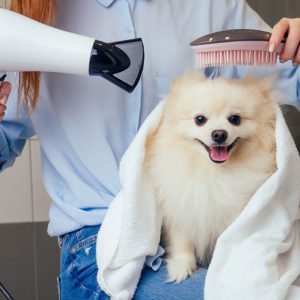 Basics of Dog Grooming