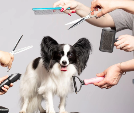 dog grooming