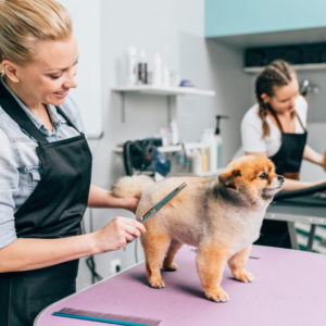 Setting Up Your Dog Grooming Business