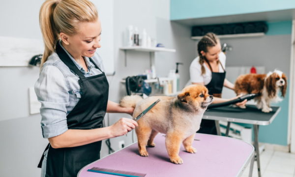 Setting Up Your Dog Grooming Business