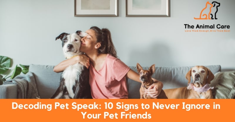 10 Signs to Never Ignore in Your Pet Friends