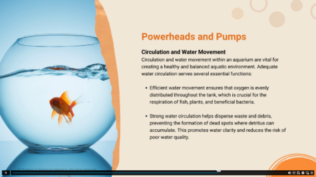 Aquarium Setup & Maintenance