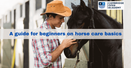 Horse care basics