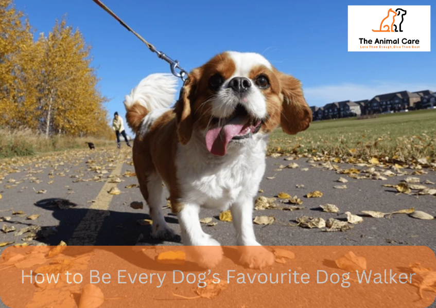 How to Be Every Dog’s Favourite Dog Walker