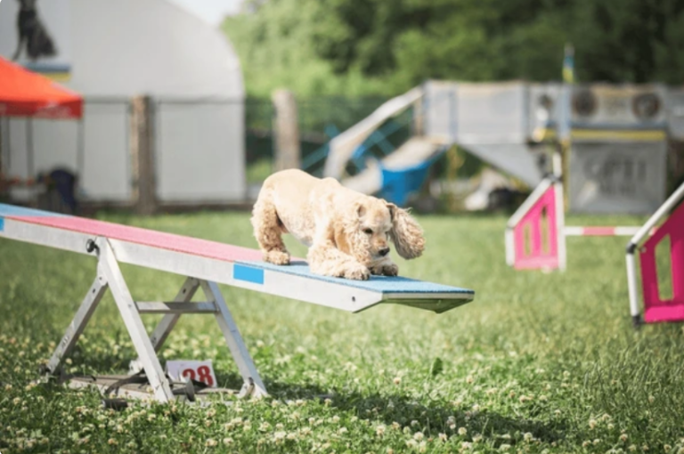 dog exploring a park