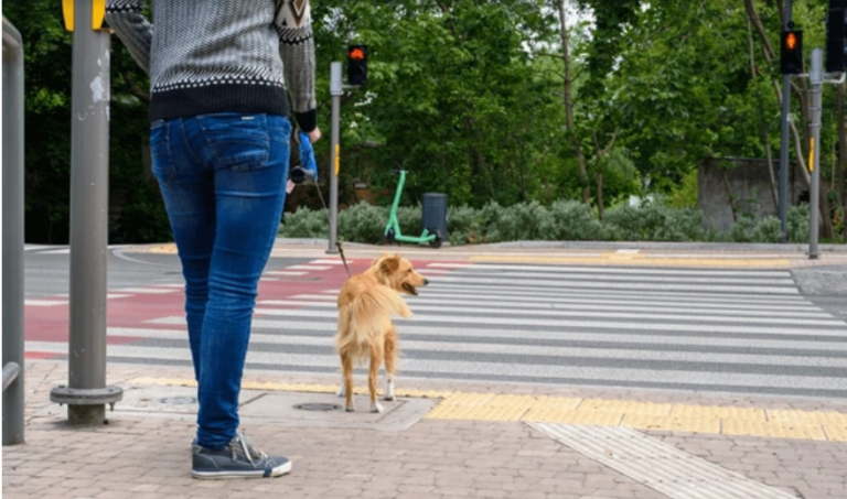 crossing a road with a dog