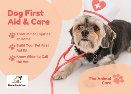 A small dog dressed as a nurse with a toy stethoscope, alongside text highlighting dog first aid tips including treating minor injuries, building a pet first aid kit, and knowing when to call the vet – from The Animal Care.