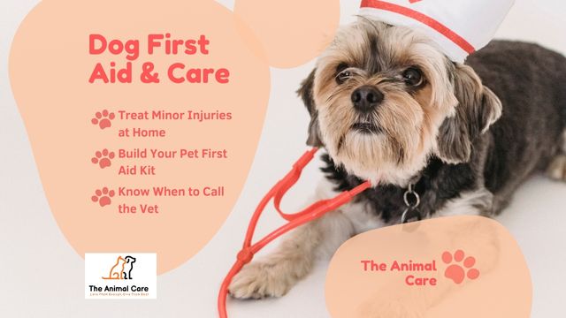 A small dog dressed as a nurse with a toy stethoscope, alongside text highlighting dog first aid tips including treating minor injuries, building a pet first aid kit, and knowing when to call the vet – from The Animal Care.