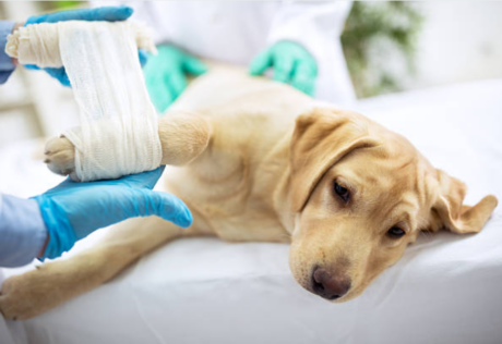 Veterinarian treating a dog injury by bandaging the leg in a clinical setting.