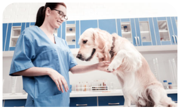 a vet petting a white dog