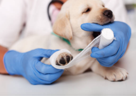 Puppy receiving paw bandage from vet wearing blue gloves after dog injury.