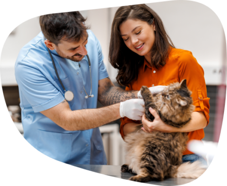 A veterinarian examines a cat while a woman gently holds it at a veterinary clinic.