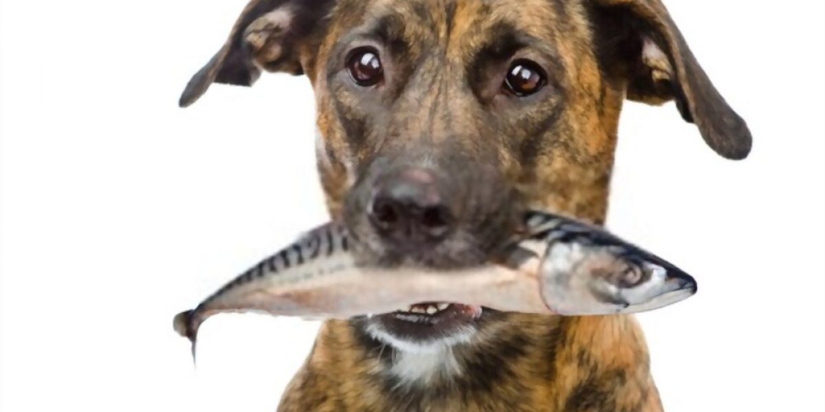 Healthy dog eating fish Healthy dog eating fish