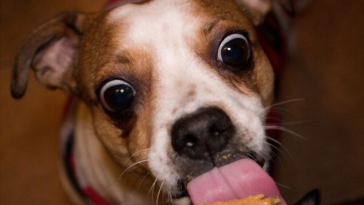 Healthy foods for dogs Healthy foods for dogs